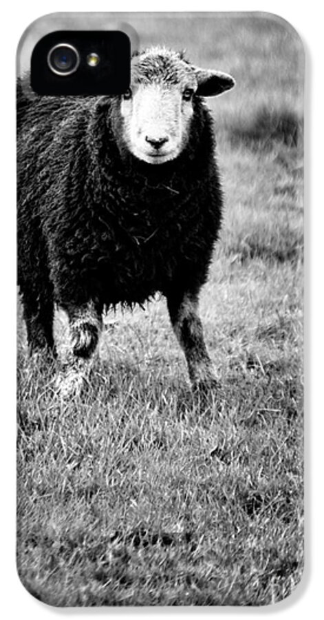 Sheep iPhone 5 Case featuring the photograph Herdwick Sheep by Meirion Matthias