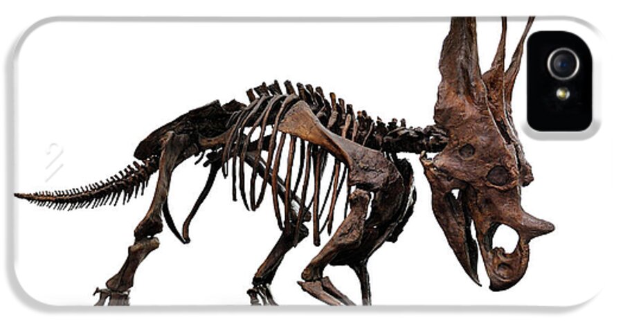 Horned iPhone 5 Case featuring the photograph Horned Dinosaur Skeleton by Maxim Images Exquisite Prints