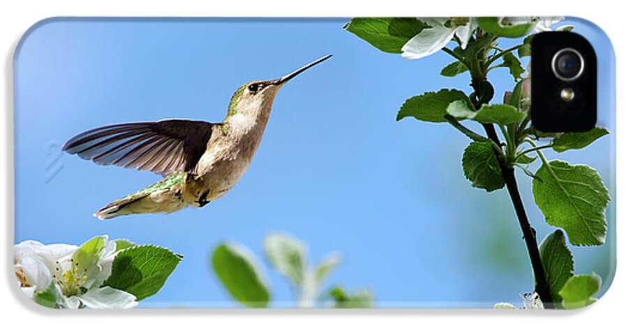 Birds iPhone 5 Case featuring the photograph Hummingbird Springtime by Christina Rollo
