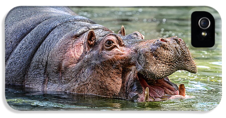 Hungry Hungry Hippo iPhone 5 Case featuring the photograph Hungry Hungry Hippo by Paul Ward