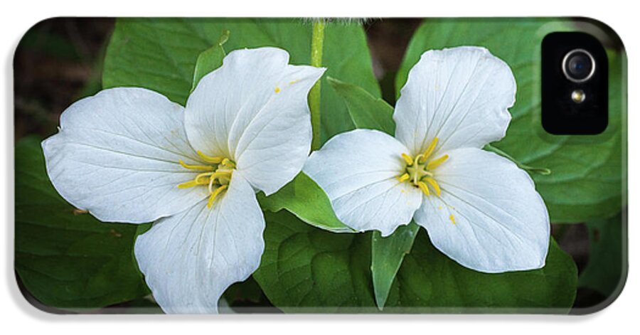 Wildflower iPhone 5 Case featuring the photograph Interloper by Bill Pevlor
