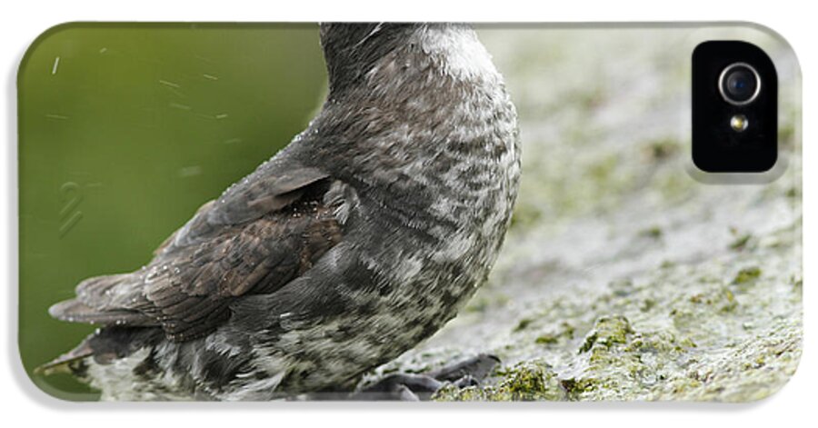Least Auklet iPhone 5 Case featuring the photograph Least Auklet by Desmond Dugan/FLPA