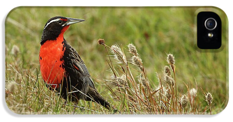 Meadowlark iPhone 5 Case featuring the photograph Long-tailed Meadowlark by Bruce J Robinson