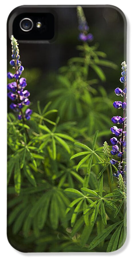 Lupine iPhone 5 Case featuring the photograph Lupine by Chad Dutson