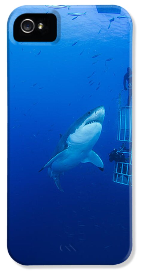 Carcharodon Carcharias iPhone 5 Case featuring the photograph Male Great White With Cage, Guadalupe by Todd Winner