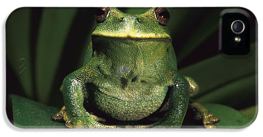 Mp iPhone 5 Case featuring the photograph Marsupial Frog Gastrotheca Orophylax by Pete Oxford
