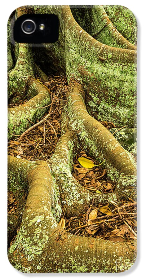 Tree iPhone 5 Case featuring the photograph Moreton Bay Fig by Werner Padarin
