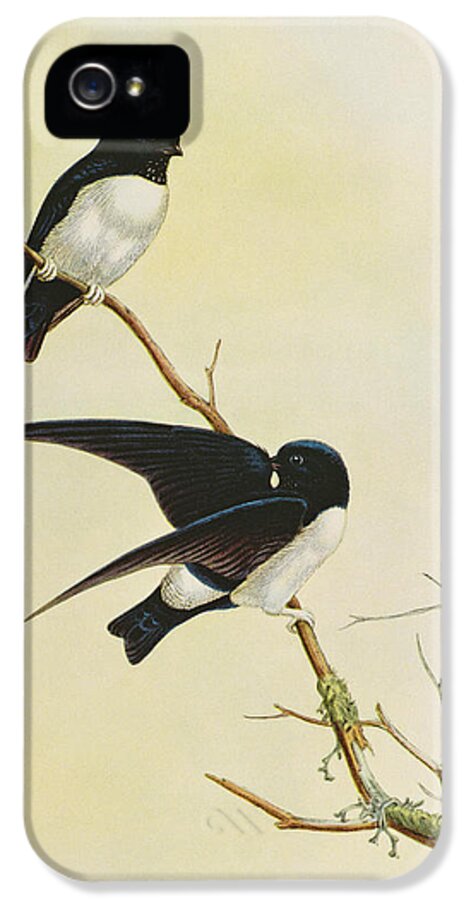 Swallow iPhone 5 Case featuring the painting Nepal House Martin by John Gould