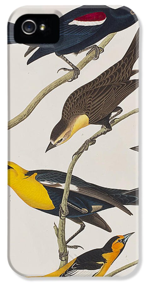 Oriole iPhone 5 Case featuring the painting Nuttall's Starling Yellow-headed Troopial Bullock's Oriole by John James Audubon