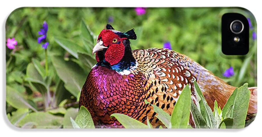 Pheasant iPhone 5 Case featuring the photograph Pheasant by Martin Newman