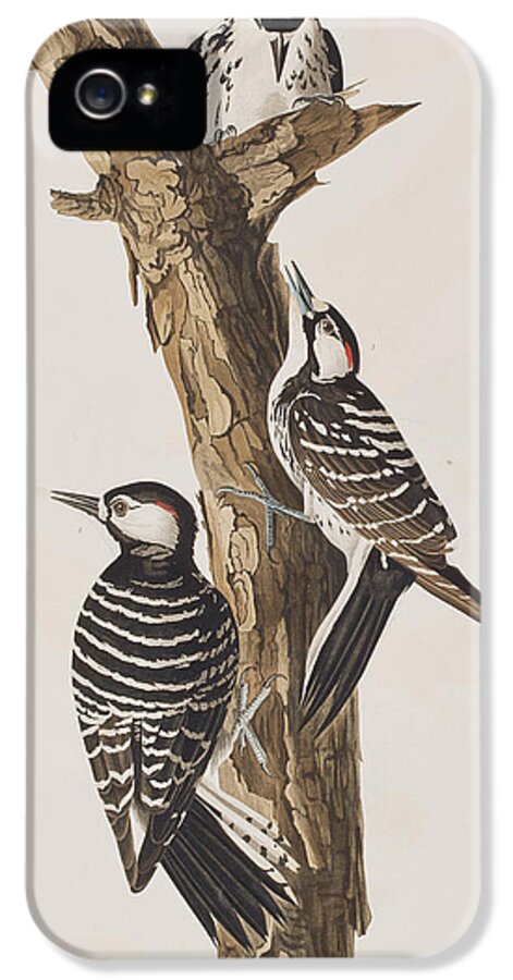 Red-cockaded Woodpecker iPhone 5 Case featuring the painting Red-Cockaded Woodpecker by John James Audubon
