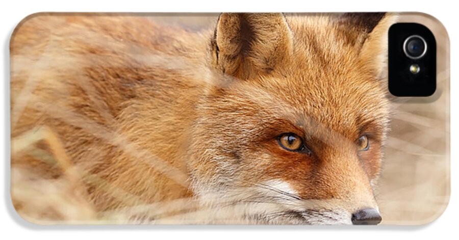 Red Fox iPhone 5 Case featuring the photograph Red Fox on the Hunt by Roeselien Raimond