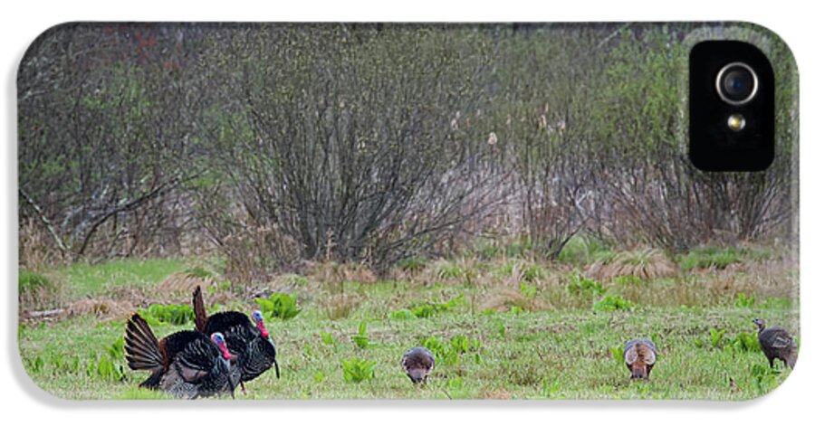 Turkey iPhone 5 Case featuring the photograph Showing Off by Bill Wakeley