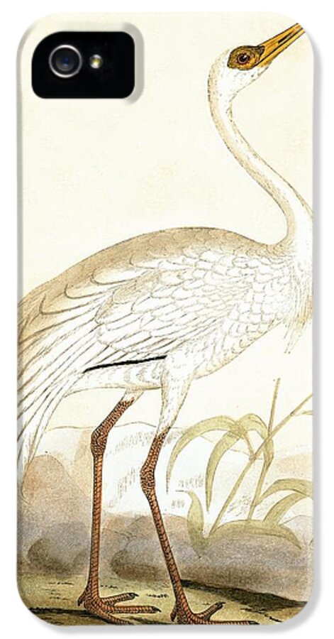 Bird iPhone 5 Case featuring the painting Siberian Crane by English School