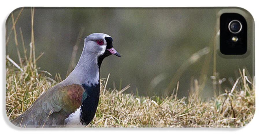 Southern Lapwing iPhone 5 Case featuring the photograph Southern Lapwing by Jean-Louis Klein & Marie-Luce Hubert