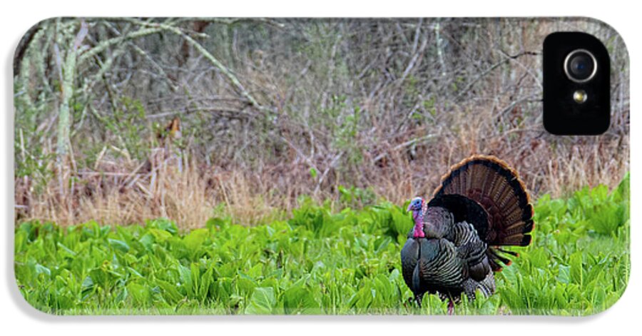 Turkey iPhone 5 Case featuring the photograph Turkey and Cabbage by Bill Wakeley