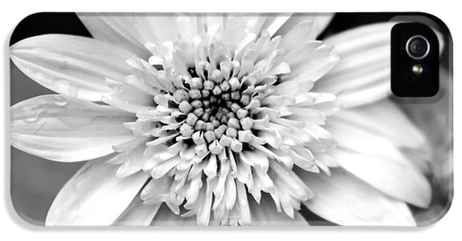 Black And White Flower iPhone 5 Case featuring the photograph Coreopsis Flower Black and White by Christina Rollo