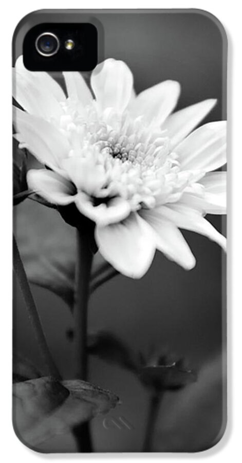 Flower iPhone 5 Case featuring the photograph Black and White Coreopsis Flower by Christina Rollo