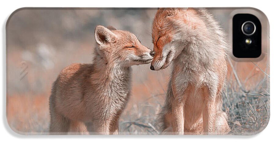 Red Fox iPhone 5 Case featuring the photograph Fox Felicity - Mother and fox kit showing love and affection by Roeselien Raimond