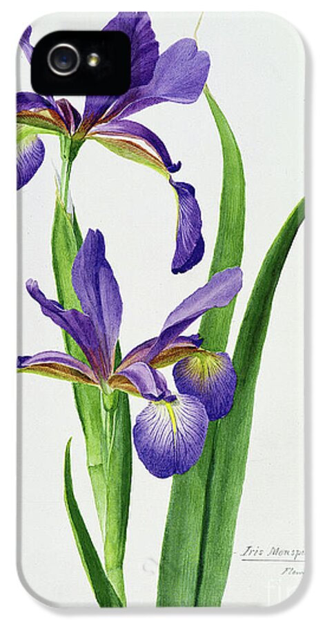 Flower iPhone 5 Case featuring the painting Iris monspur by Anonymous