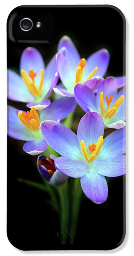 Crocus iPhone 5 Case featuring the photograph Spring Crocus by Jessica Jenney