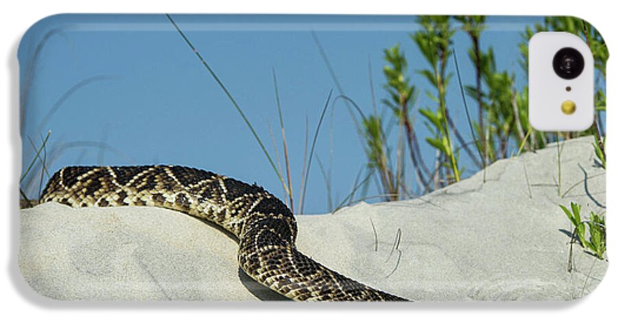 Barrier Islands iPhone 5c Case featuring the photograph Eastern Diamondback Rattlesnake #1 by Pete Oxford
