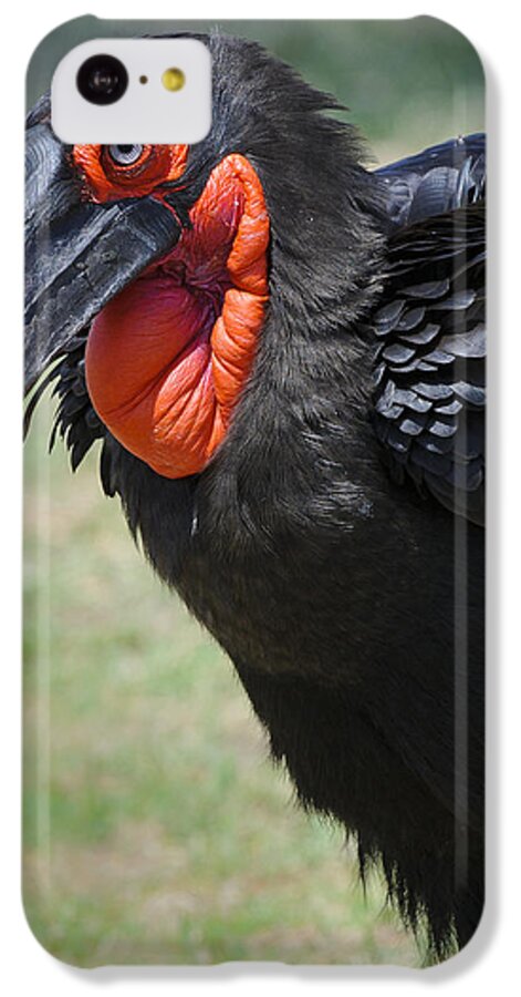 Africa iPhone 5c Case featuring the photograph Ground Hornbill #1 by John Shaw