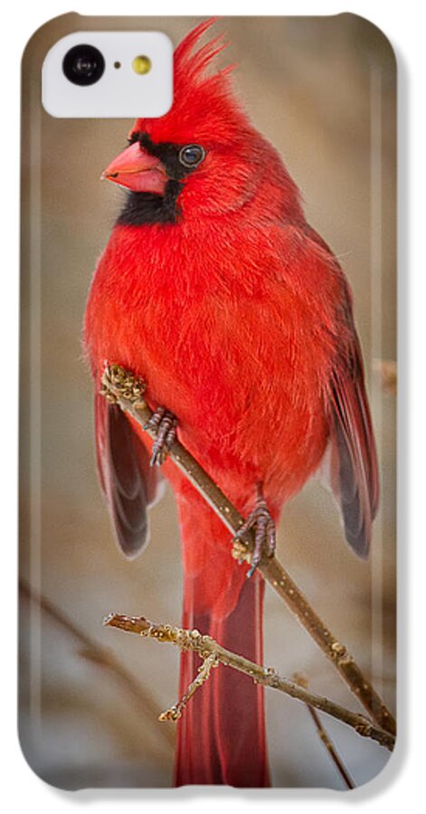 Cardinal iPhone 5c Case featuring the photograph Northern Cardinal by Bill Wakeley