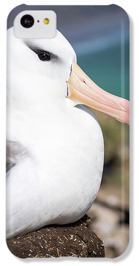 Albatross iPhone 5c Case featuring the photograph Black-browed Albatross (thalassarche #8 by Martin Zwick