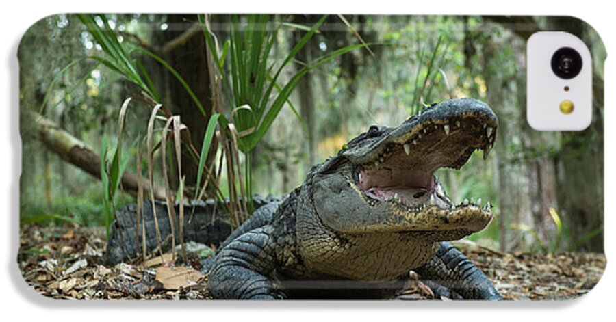 Aggressive iPhone 5c Case featuring the photograph American Alligator (alligator by Pete Oxford