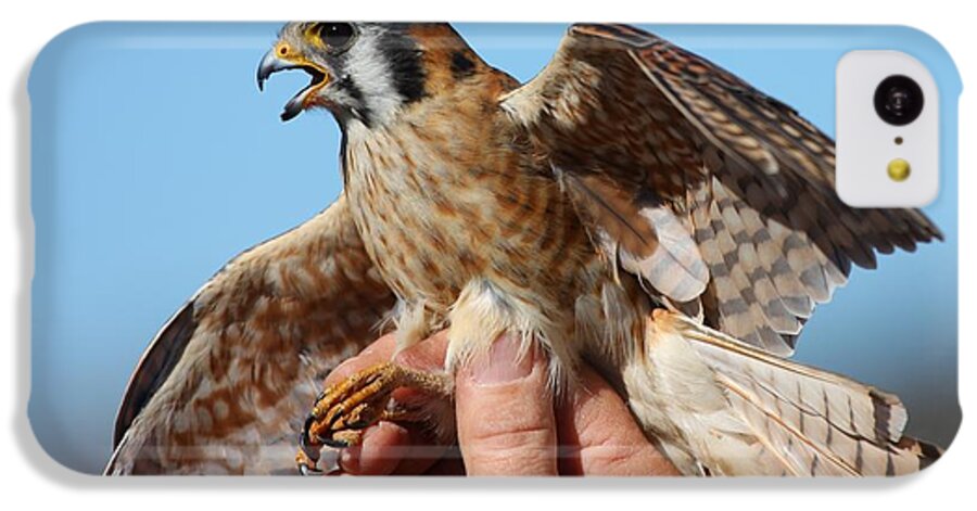 Bird iPhone 5c Case featuring the photograph Behold the American Kestrel by Nathan Rupert