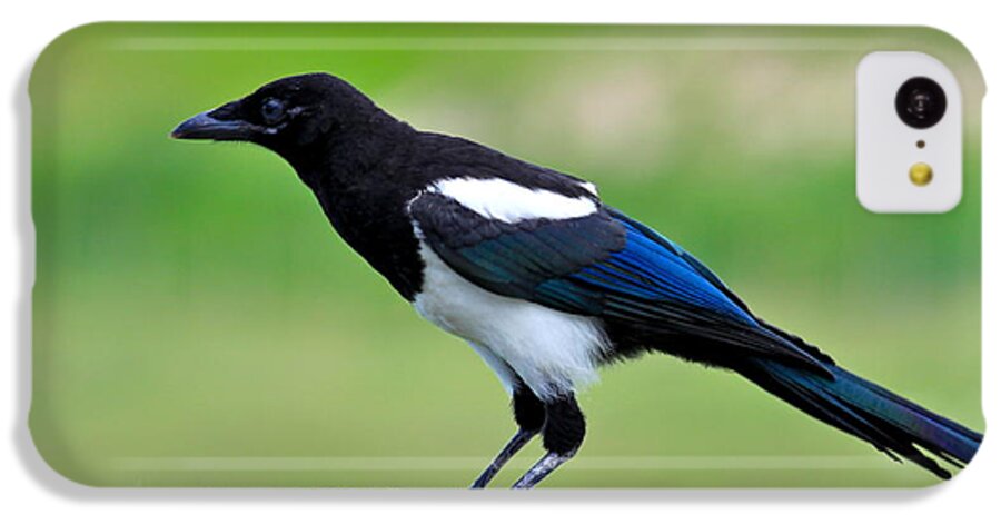Black-billed Magpie iPhone 5c Case featuring the photograph Black billed Magpie by Karon Melillo DeVega