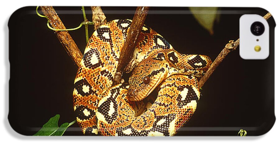 Infocus127 iPhone 5c Case featuring the photograph Boa Constrictor by Art Wolfe