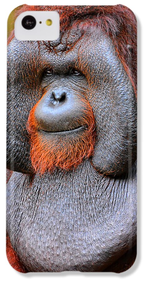 Orangutan iPhone 5c Case featuring the photograph Bornean Orangutan IV by Lourry Legarde