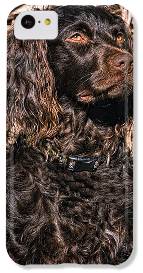 Boykin Spaniel iPhone 5c Case featuring the photograph Boykin Spaniel Portrait by Timothy Flanigan