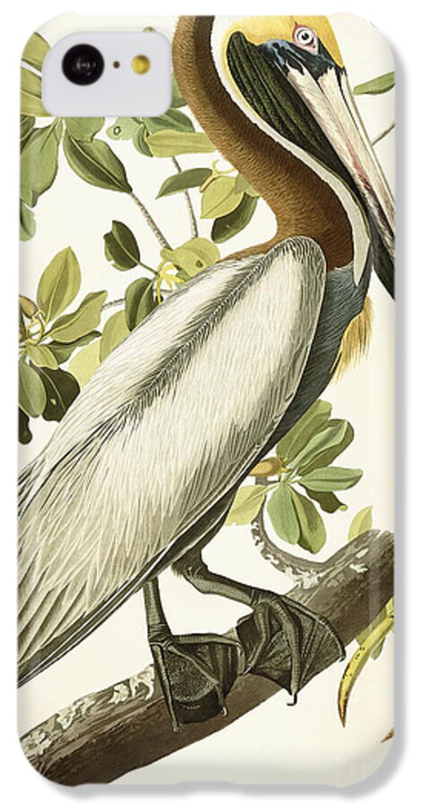 Brown Pelican iPhone 5c Case featuring the painting Brown Pelican by John James Audubon