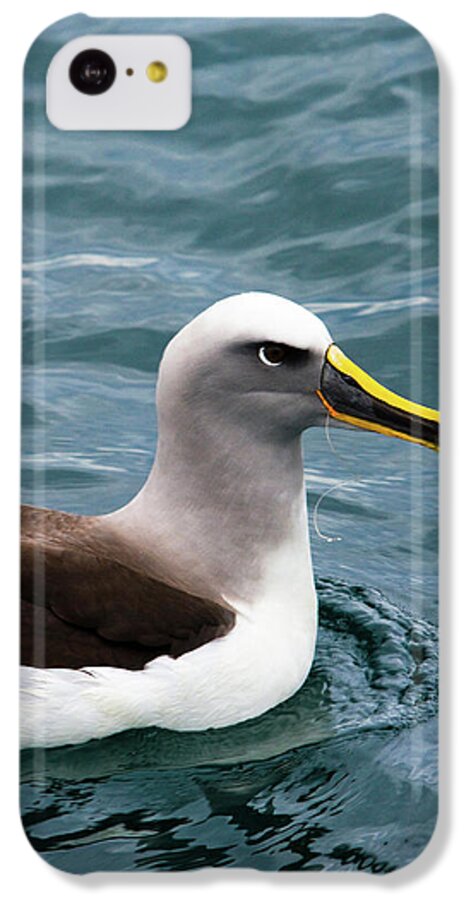 Albatross iPhone 5c Case featuring the photograph Buller's Albatross (thalassarche Bulleri by Micah Wright