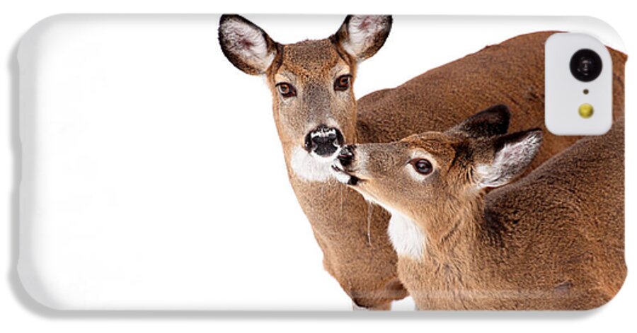 Deer iPhone 5c Case featuring the photograph Deer Kisses by Karol Livote
