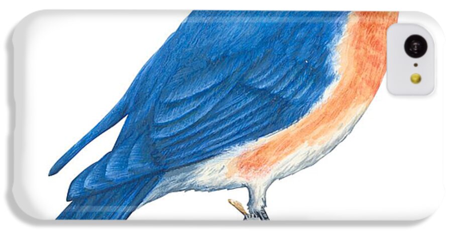No People; Horizontal; Side View; Full Length; White Background; One Animal; Wildlife; Zoology; Eastern Bluebird; Sialia Sialis; Blue; Orange Color; Brown iPhone 5c Case featuring the drawing Eastern bluebird by Anonymous