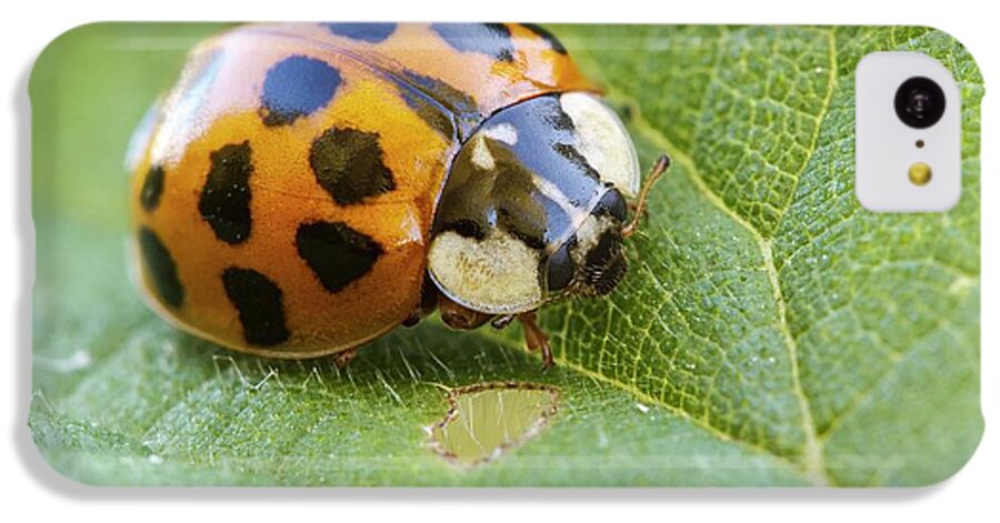 Adult iPhone 5c Case featuring the photograph Harlequin Ladybird by Heath Mcdonald