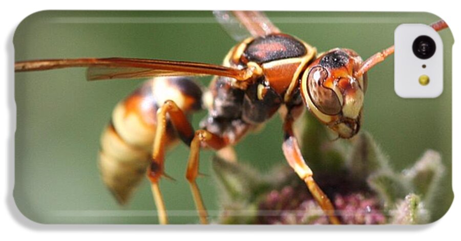 Macro iPhone 5c Case featuring the photograph Hornet on flower by Nathan Rupert