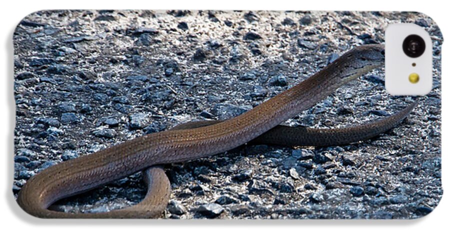 Snake iPhone 5c Case featuring the photograph Legless lizard or a snake ? by Miroslava Jurcik