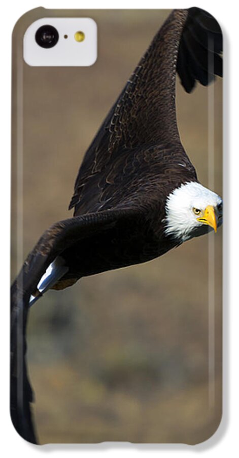 Bald Eagle iPhone 5c Case featuring the photograph Locked In by Michael Dawson