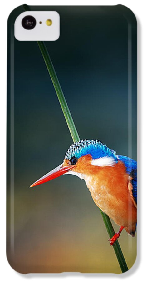 #faatoppicks iPhone 5c Case featuring the photograph Malachite Kingfisher by Johan Swanepoel