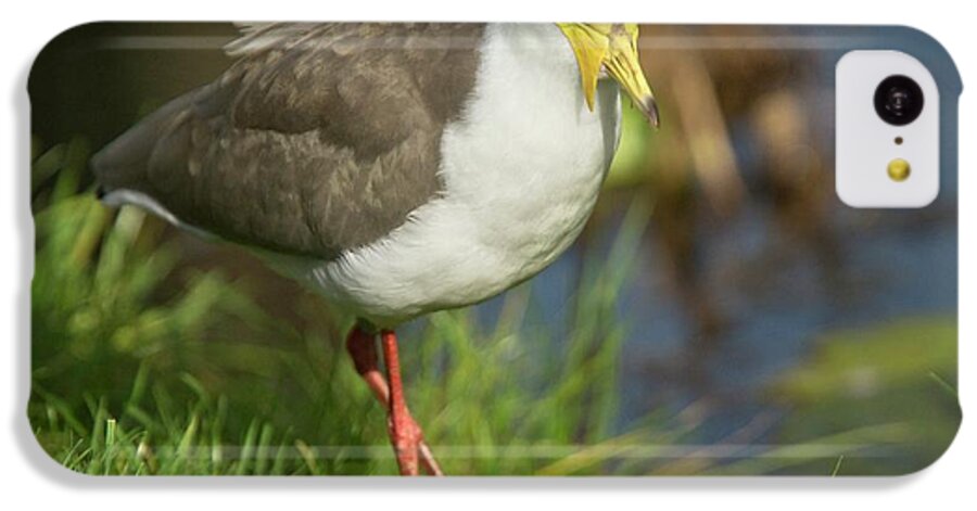 Nobody iPhone 5c Case featuring the photograph Masked Lapwing by Bob Gibbons