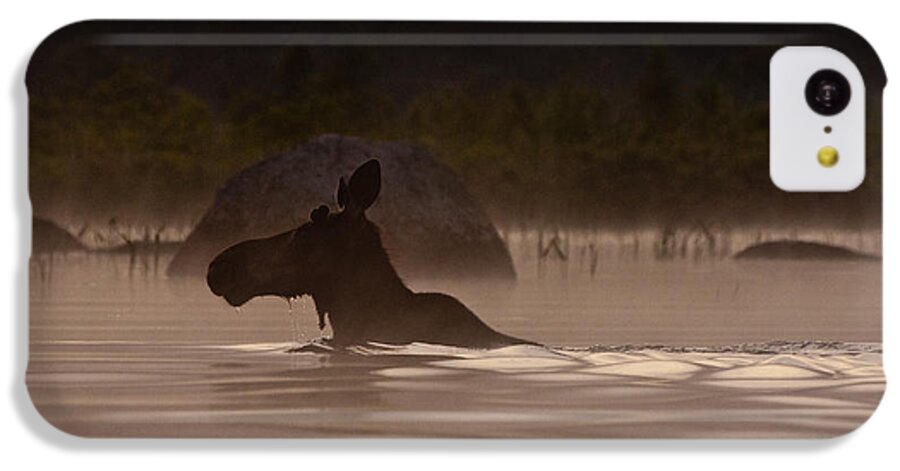 Moose iPhone 5c Case featuring the photograph Moose Swim by Brent L Ander