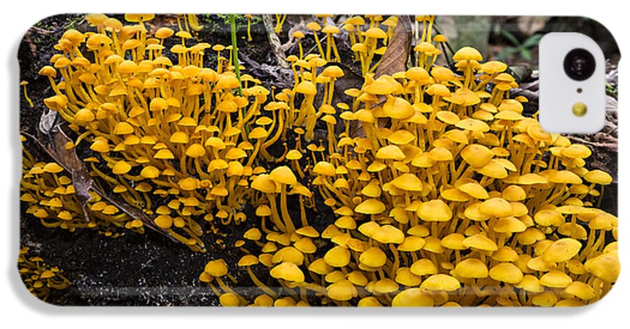Konrad Wothe iPhone 5c Case featuring the photograph Mushrooms On Tree Trunk Panguana Nature by Konrad Wothe