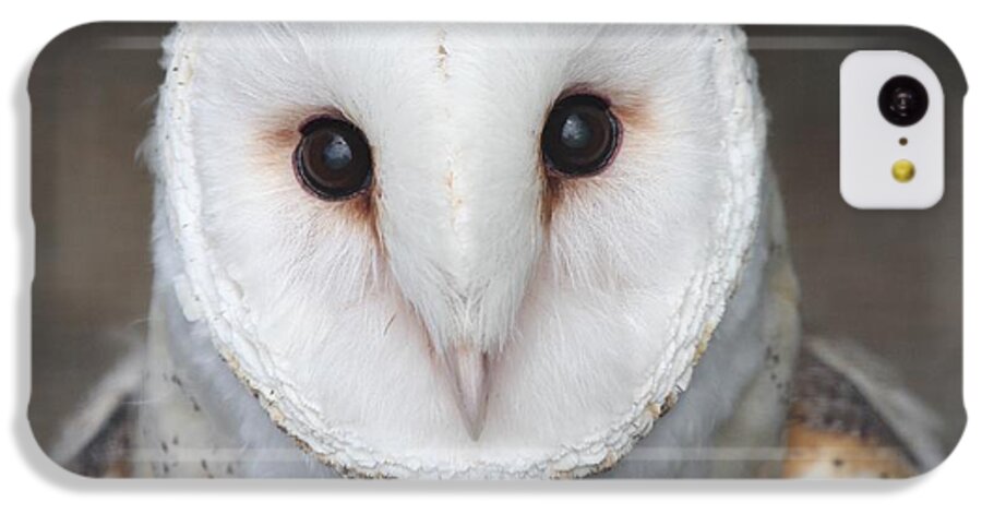 Owl iPhone 5c Case featuring the photograph On Alert by Nathan Rupert