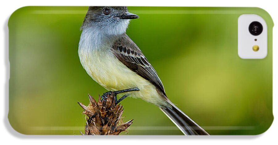 Pale-edged Flycatcher iPhone 5c Case featuring the photograph Pale-edged Flycatcher by Anthony Mercieca