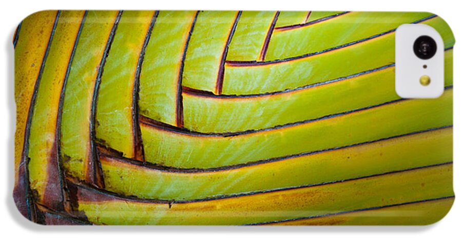 Green iPhone 5c Case featuring the photograph Palm Tree Leafs by Sebastian Musial